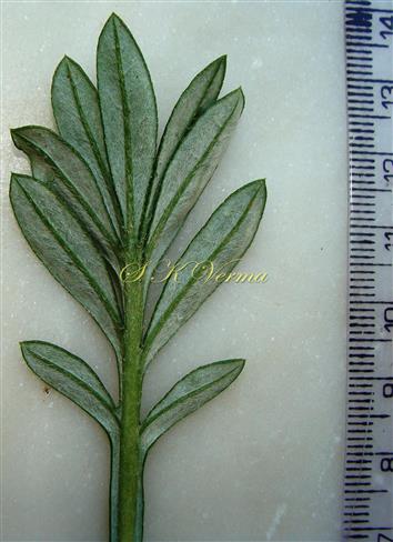  Leaf lobes-Abaxial view